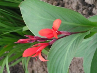 2010-07-06 Canna Mirabilis 001.JPG