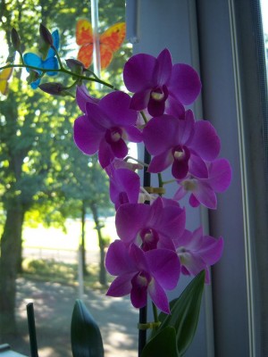 100_1479.JPG