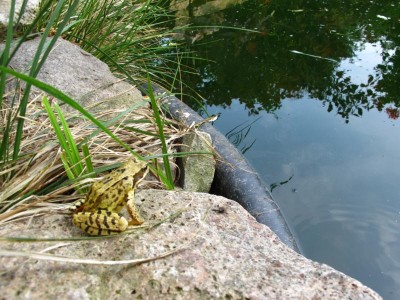 unser Leopardenfrosch.JPG