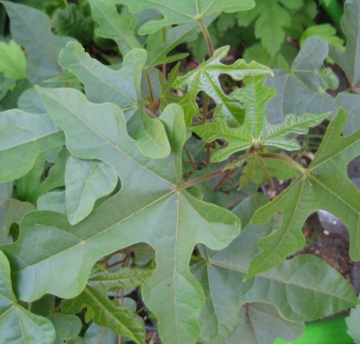 20100707_0001.JPG