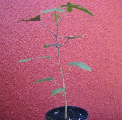 20100707_0001_1.JPG