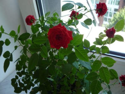 P1010813.JPG