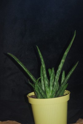 aloe024yy.jpg