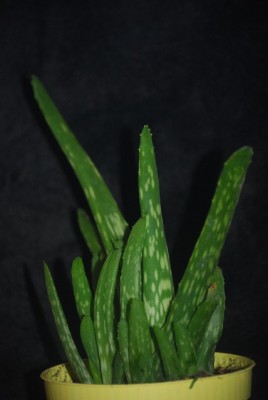aloe025yy.jpg