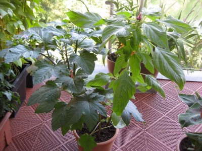 IMG_6661.jpg