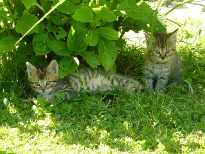 Die Kleinen Katzerln1.jpg