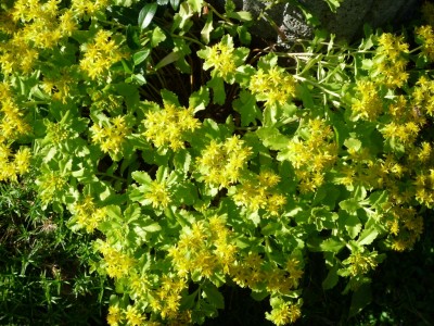 Sedum Kamtschaticum.JPG