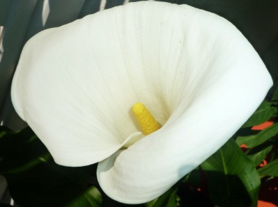 Zantedeschia Calla große Blüte.JPG