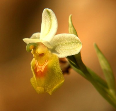 Ophrys-tenthredinifera var. viridiflora-2.JPG
