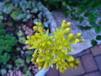 P1060657 - Kopie.JPG