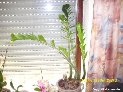 Zami01_500x375.JPG