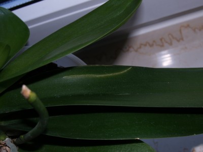 P1010555.JPG