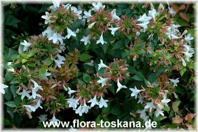 abelia_grandiflora_4_-_170906.jpg