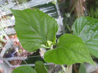 DSCI0853.JPG
