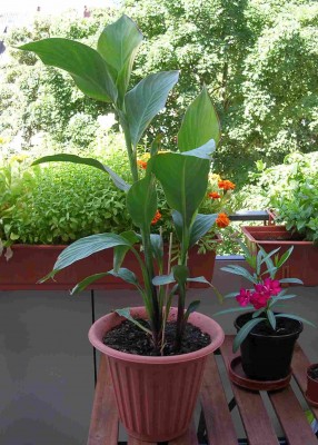 Canna.jpg