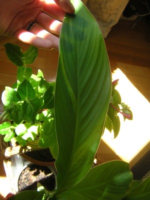 DSCN4098.JPG