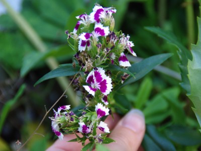 Bartnelke weiß pink.JPG