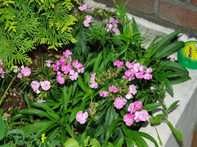 Bartnelke rosa 2.JPG