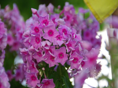 Phlox3.JPG