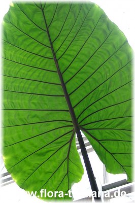 alocasia_macrorrhiza_blatt_1.jpg