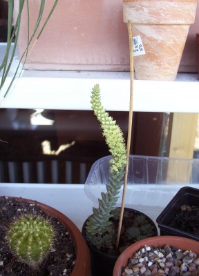 2010-07-08 - Balkon 001.jpg