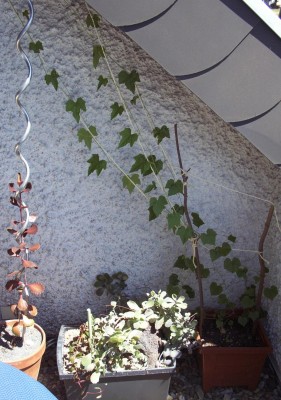 2010-07-08 - Balkon 006.jpg
