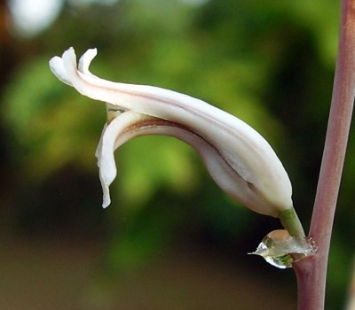 Haworthia mucronata var. rycroftiana (6).JPG