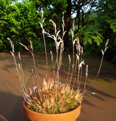 Haworthia mucronata var. rycroftiana (5).JPG