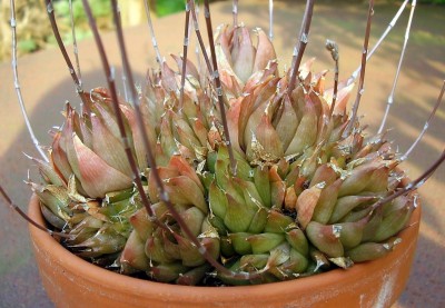 Haworthia mucronata var. rycroftiana (4).JPG