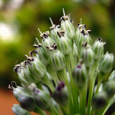Allium guttatum ssp. sardoum.JPG