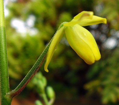Albuca shawii (3).JPG