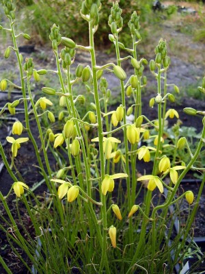 Albuca shawii (2).JPG