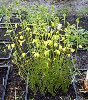 Albuca shawii.JPG