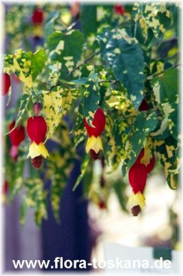 abutilon_megapotamicum_variegatum.jpg