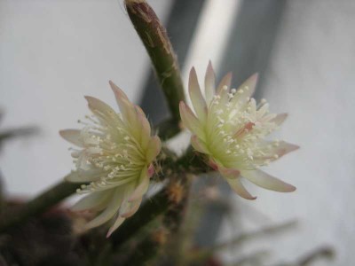 Doppelblüte Rhipsalis.JPG