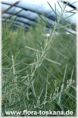 acacia_adunca_blaue-akazie.jpg