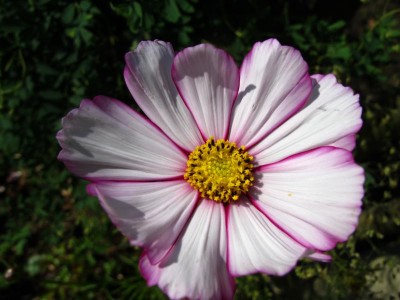 Cosmea-.JPG