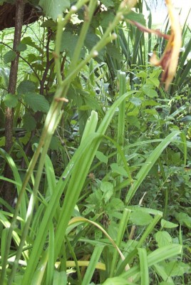 2010-07-09 - Garten 004.jpg