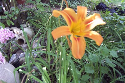 2010-07-09 - Garten 002.jpg