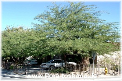 acacia_farnesiana.jpg