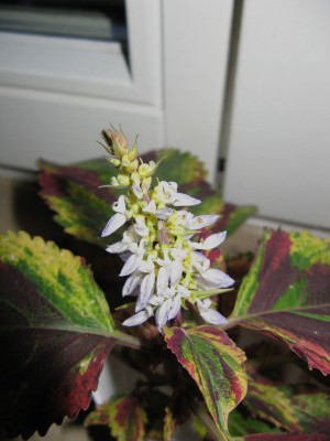 Blüte.jpg