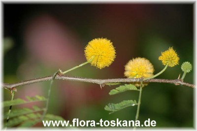 acacia_farnesiana_3.jpg