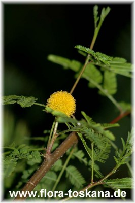 acacia_farnesiana_2.jpg