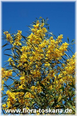 acacia_longifolia_3.jpg