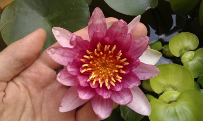 IMAG0086.jpg