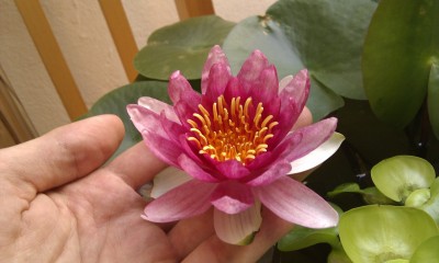 IMAG0085.jpg