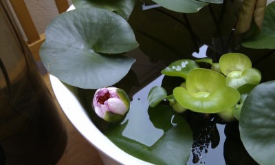 IMAG0063.jpg