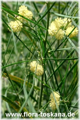 acacia_retinodes_bluete.jpg