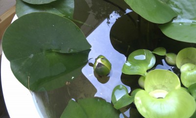 IMAG0060.jpg