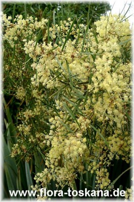 acacia_retinodes_1.jpg